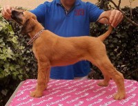 /album/calypsos-gallery/img5365cb84c8ebb-jpg-400-jpeg/