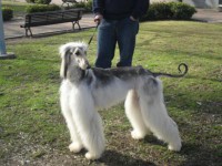 /album/asias-gallery/img521b7247370d0-jpg-400-jpeg/