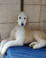 /album/zephiroths-gallery/a10593223-10201889777326584-958809836972801151-n-jpg/