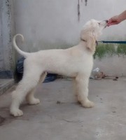 /album/zephiroths-gallery/a10479744-10202072055963436-1639418987-n-jpg1/