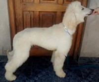 /album/zephiroths-gallery/a10389958-10202460647757988-1775710861805796775-n-jpg1/