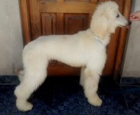 /album/zephiroths-gallery/a10433777-10202460645557933-3264753767307409625-n-jpg/