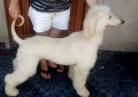 /album/zephiroths-gallery/a10944912-10202460704759413-1770435204-n-jpg/