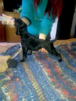 /album/skys-gallery-/a10653961-10201609979811821-309523790-n-jpg2/