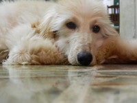 /album/shandiras-gallery-/a10391048-757594084333518-4348949362555609271-n-jpg/