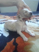 /album/shandiras-gallery-/a10602636-10201492033343233-905418496-n-jpg/