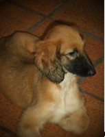 /album/tayes-gallery-/a10670238-1475842556028491-2245472863198177044-n-jpg1/