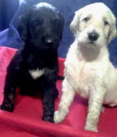 /album/kamils-gallery-/a10268203-10201633117310244-1239177742-n-jpg2/