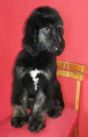 /album/kamils-gallery-/a10423950-10205487141004262-5477288342145633218686008-n-1-jpg2/