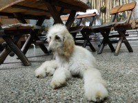 /album/shandiras-gallery-/a10940489-10202472726459948-4863380670547060483-n-jpg/