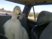 /album/gallery/a12920453-10209664537719610-5417524275535628401-n-jpg/